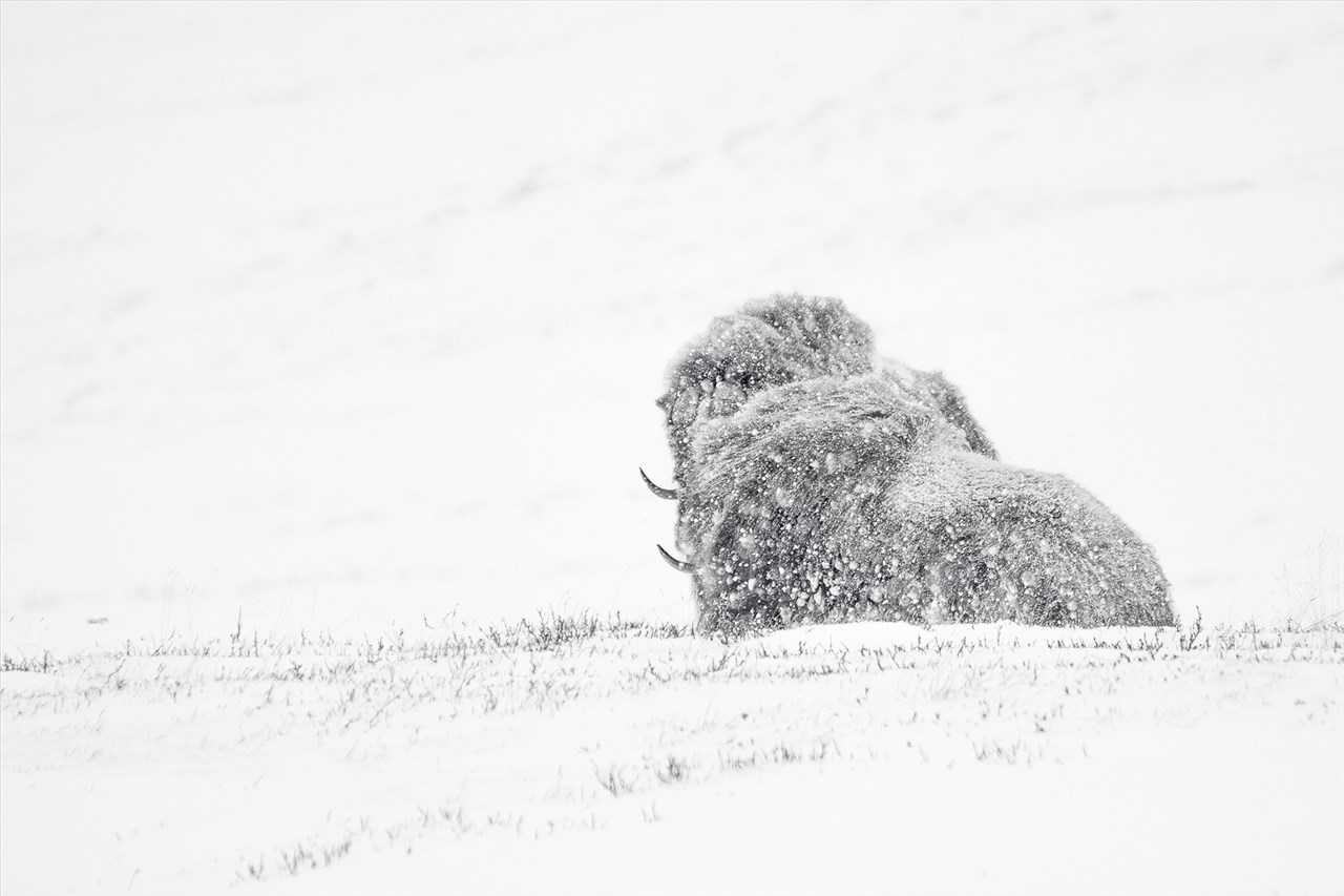 Wild Norway