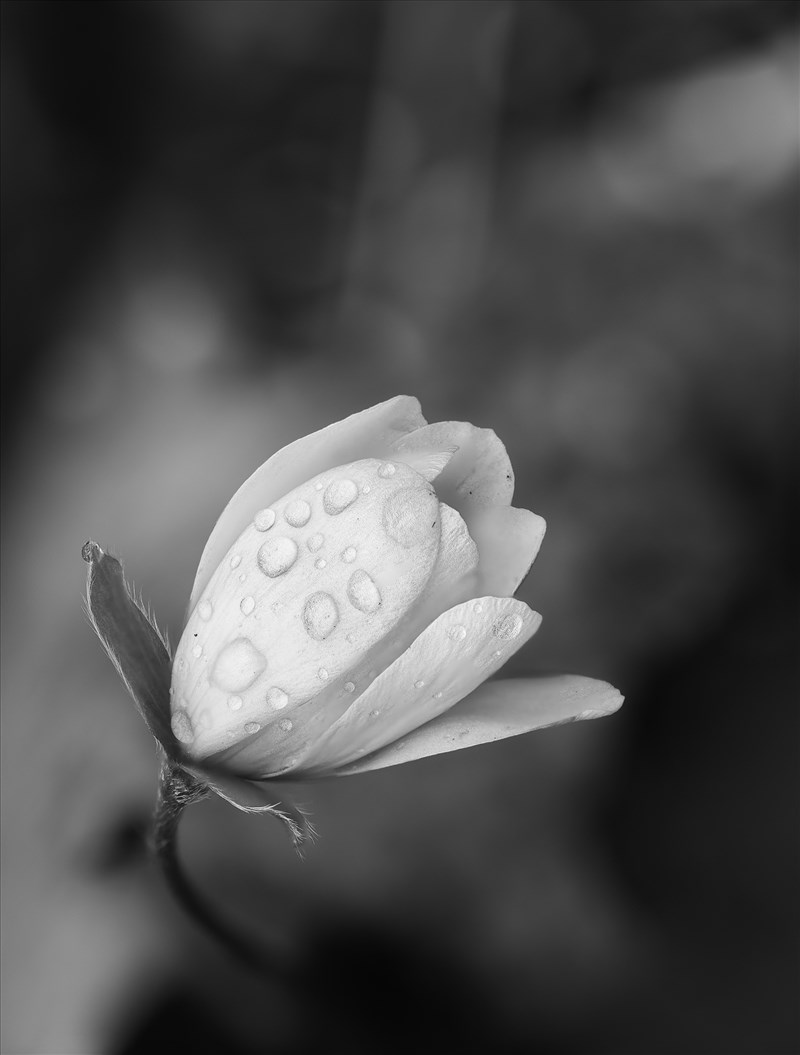 Delicate