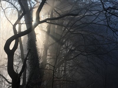 The enchanted forest